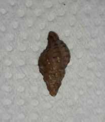 Muricopsis necocheana