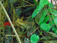 Incilius cristatus