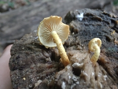 Pholiota subsulphurea