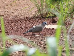 Turtur abyssinicus
