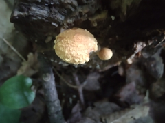 Pholiota subsulphurea