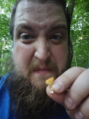 Pholiota subsulphurea