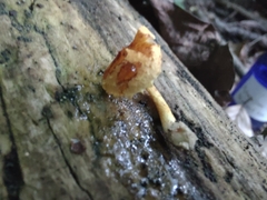 Pholiota subsulphurea