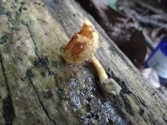 Pholiota subsulphurea