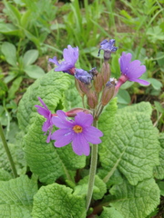 Primula amoena