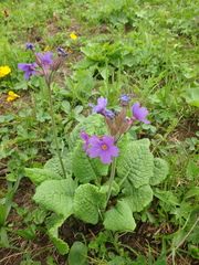Primula amoena