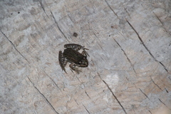 Pelophylax ridibundus