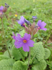 Primula amoena