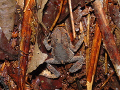 Incilius cristatus