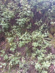 Tagetes zypaquirensis