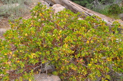 Arctostaphylos patula