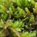 Sickle-leaved Hook-Moss - Photo (c) Helen Waterman, some rights reserved (CC BY), uploaded by Helen Waterman