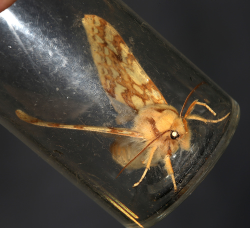 iNaturalist observation photo of Spotted Tussock Moth