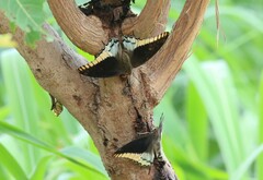 Charaxes epijasius