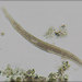 Spirostomum teres - Photo (c) Grahame, alguns direitos reservados (CC BY-NC-ND), uploaded by Grahame