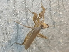Ameles spallanzania