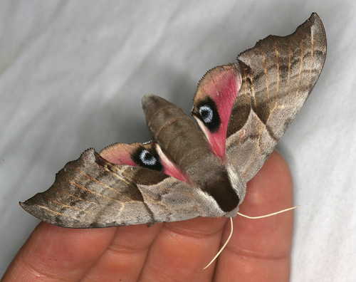 iNaturalist observation photo of Western Eyed Sphinx