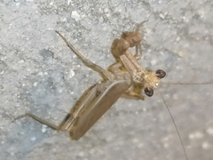 Ameles spallanzania