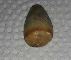 Olivancillaria urceus