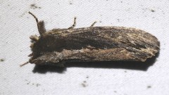 Hylaeora capucina