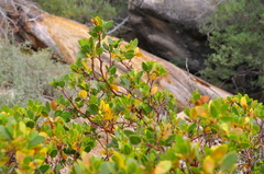 Arctostaphylos patula