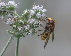 Volucella zonaria