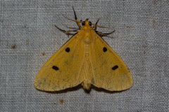 Lexis bipunctigera