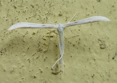 Hellinsia homodactylus