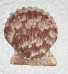 Aequipecten tehuelchus