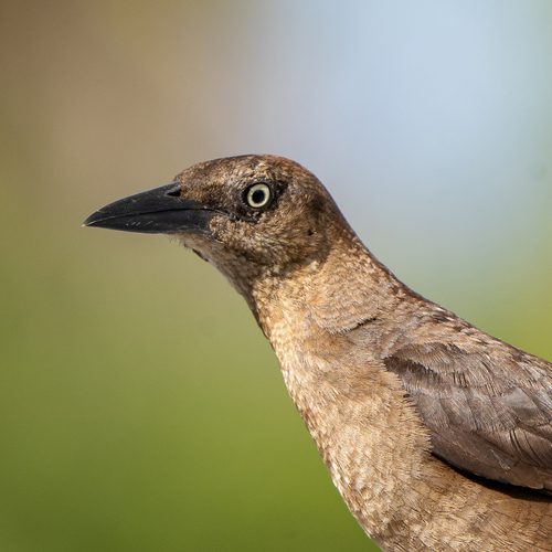 Zanate Mejicano (Quiscalus mexicanus)
