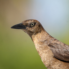Great-Tailed Grackle photo 6