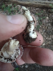 Agaricus pocillator