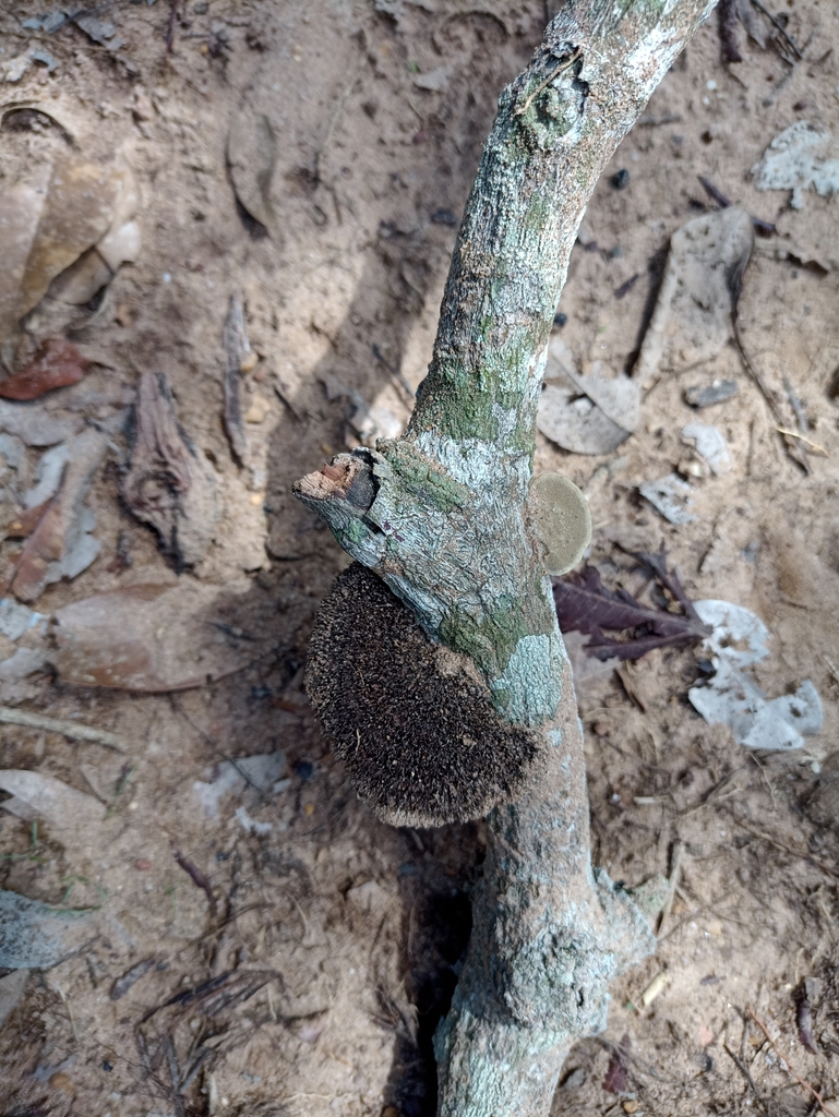 Hexagonia hydnoides