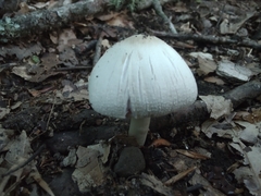 Agaricus pocillator