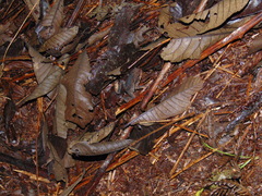 Incilius cristatus