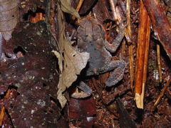 Incilius cristatus