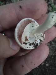 Agaricus pocillator