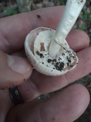 Agaricus pocillator