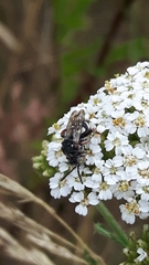 Epeolus