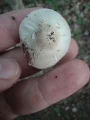 Agaricus pocillator
