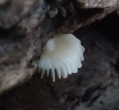Crepidotus sublatifolius