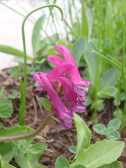 Corydalis conorhiza