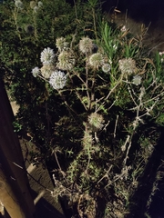 Echinops spinosissimus
