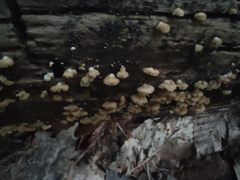 Crepidotus sublatifolius