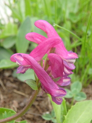 Corydalis conorhiza