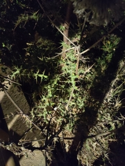 Echinops spinosissimus