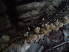 Crepidotus sublatifolius