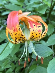 Lilium pardalinum vollmeri