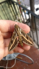 Hyles livornica