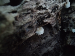 Crepidotus sublatifolius